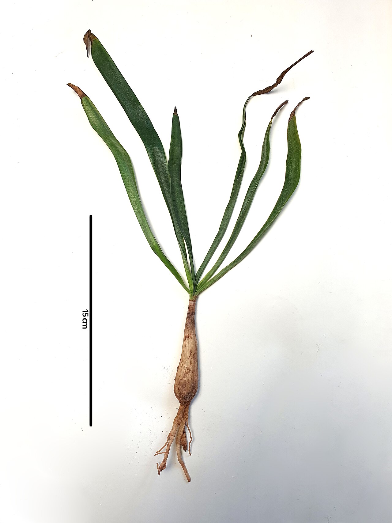 Griffinia gardneriana: Immature Griffinia gardneriana (Herb.) Ravenna bulb with scale bar (15 cm) for reference. This cultivated plant was taken out of its substrate for the photograp