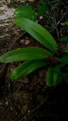 Griffinia gardneriana (Griffinia gardneriana)