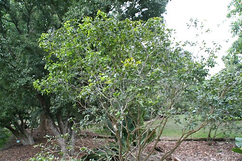 Commoner lignum vitae: Location taken: Fairchild Tropical Botanic Garden, Miami, FL USA. Names: Guaiacum officinale L., Commoner Lignum Vitae, Guaiac, Guaiac Tree, Guaiac Wood, Guaiac