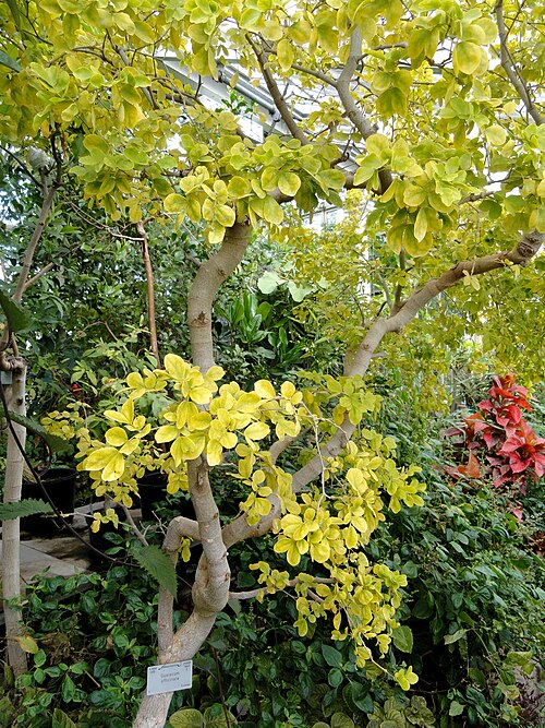 Commoner lignum vitae: Botanical specimen in the University of Copenhagen Botanical Garden, Copenhagen, Denmark.