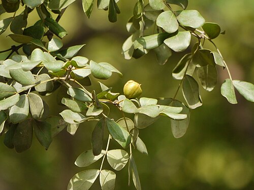Commoner lignum vitae: Guaiacum officinale