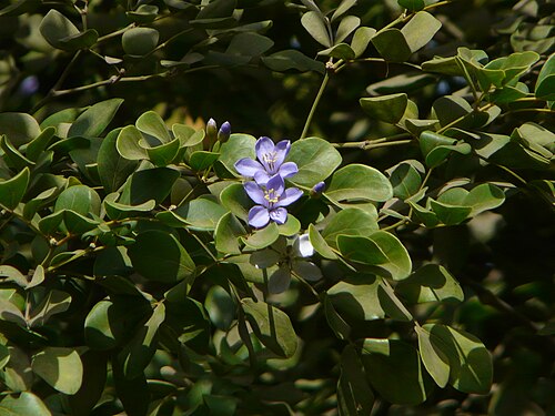 Commoner lignum vitae: Guaiacum officinale