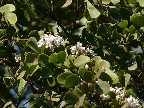 Commoner lignum vitae: Guaiacum officinale