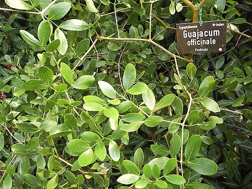 Commoner lignum vitae: Guajacum_officinale, Botany garden in Vienna