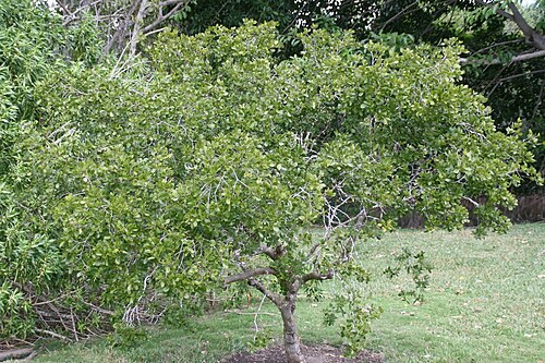 Commoner lignum vitae: Location taken: Fairchild Tropical Botanic Garden, Miami, FL USA. Names: Guaiacum officinale L., Commoner Lignum Vitae, Guaiac, Guaiac Tree, Guaiac Wood, Guaiac