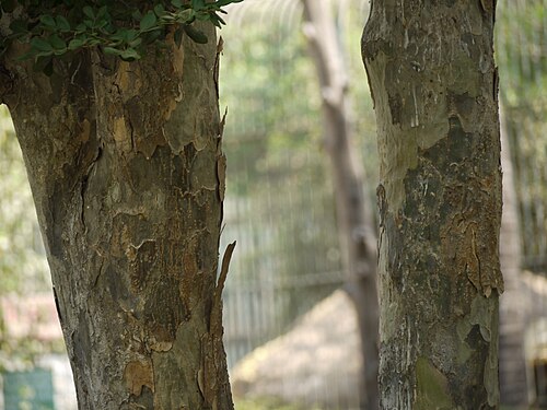 Commoner lignum vitae: Guaiacum officinale
