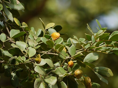 Commoner lignum vitae: Guaiacum officinale