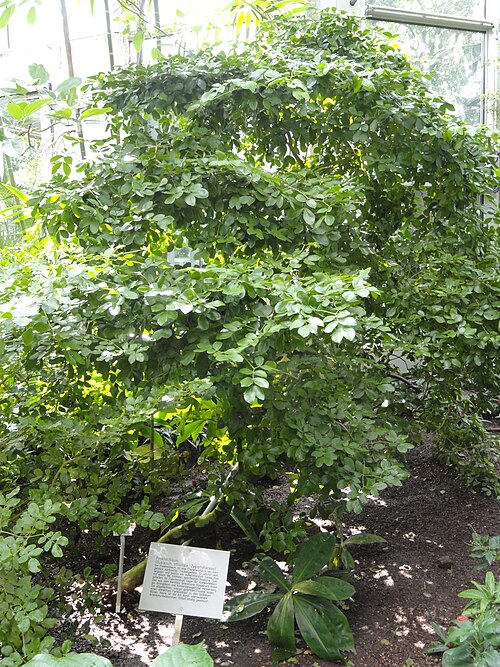 Commoner lignum vitae: Botanical specimen in the Palmengarten, Frankfurt am Main, Germany.