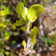Beeftree (Guapira discolor)