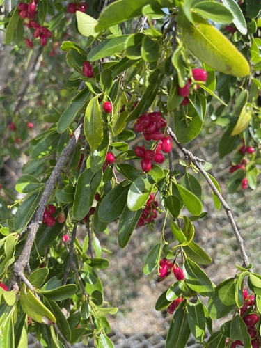 Beeftree (Guapira discolor)