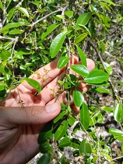 Beeftree (Guapira discolor)