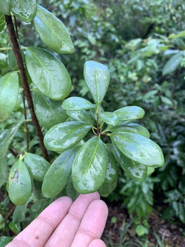 Beeftree (Guapira discolor)