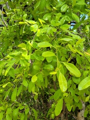 Beeftree (Guapira discolor)