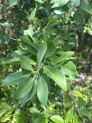 Beeftree (Guapira discolor)