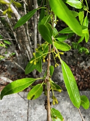 Beeftree (Guapira discolor)