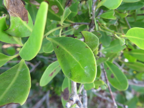 Beeftree (Guapira discolor)