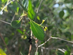Beeftree (Guapira discolor)
