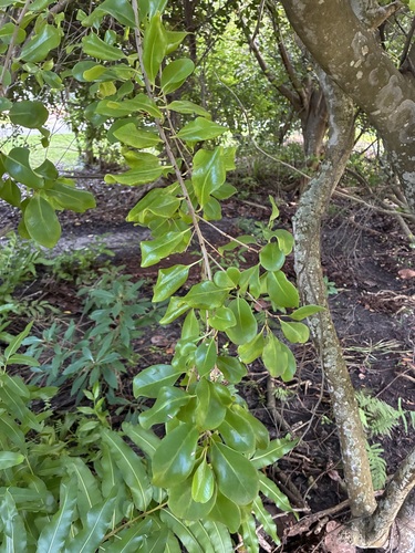 Beeftree (Guapira discolor)