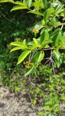 Guapira eggersiana (Guapira eggersiana)