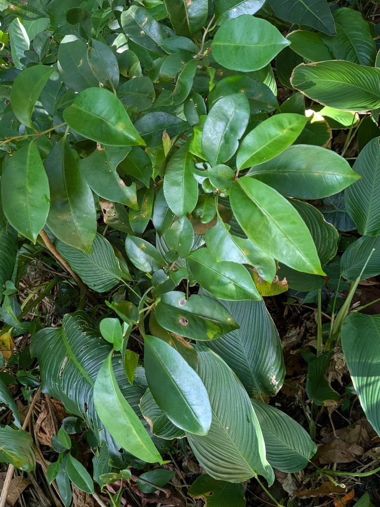 Guapira eggersiana (Guapira eggersiana)