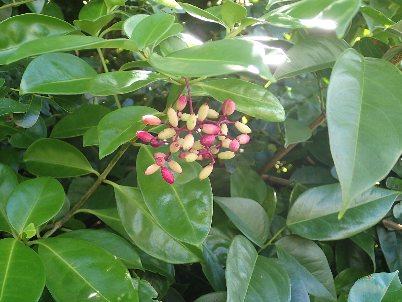 Guapira eggersiana: infrutescence immature de Guapira eggersiana ( Nyctaginaceae ) sur les Îlets Dupont