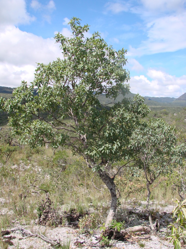Guapira graciliflora: Guapira graciliflora , Nyctaginaceae - Brasilien/Brasil: Goias, Cavalcante
