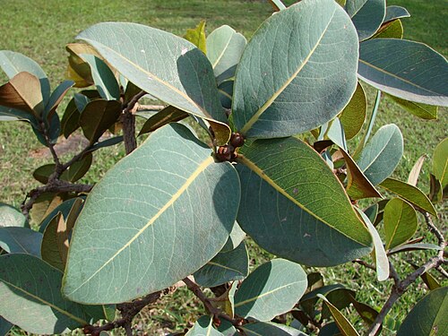 Guapira noxia: Guapira noxia - NYCTAGINACEAE Parque da Cidade - Brasília - Distrito Federal - Brasil.