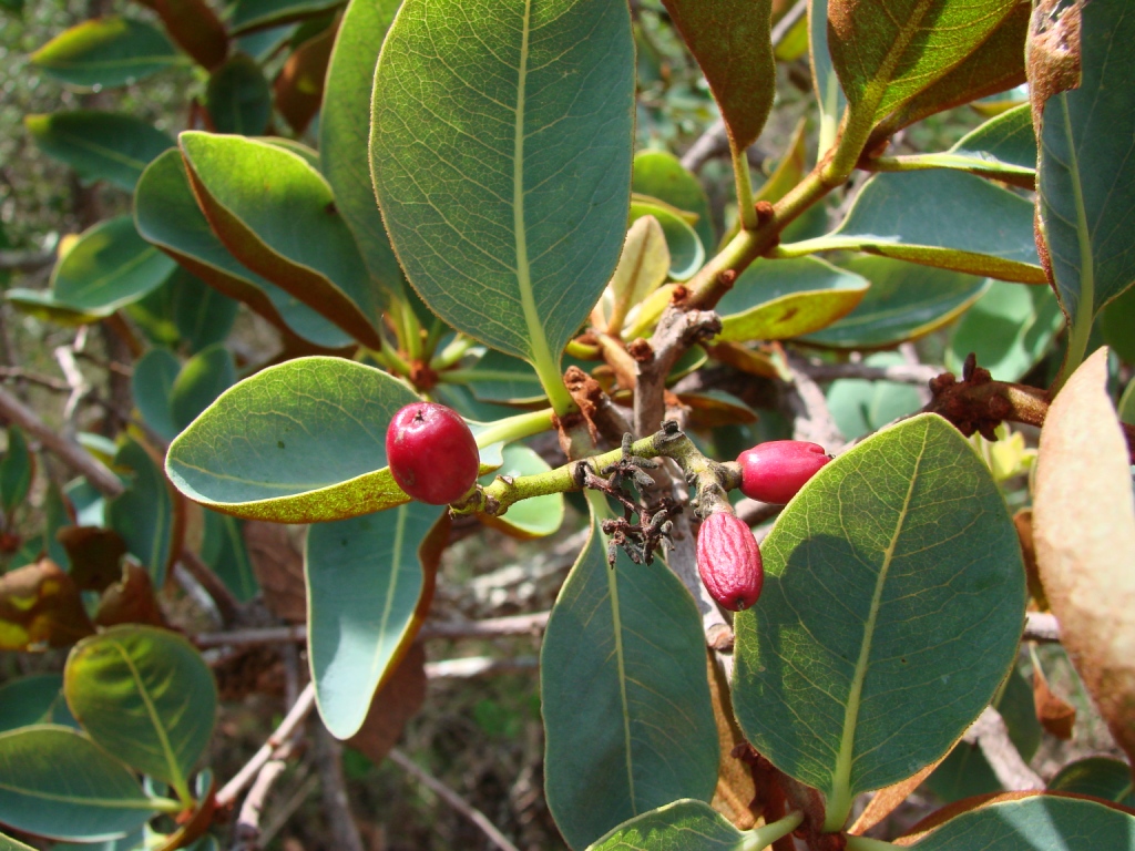 Guapira noxia: Guapira noxia - NYCTAGINACEAE Jardim Botânico de Brasília - Distrito Federal - Brasil.