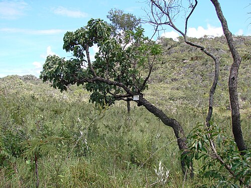 Guapira noxia: Guapira noxia - NYCTAGINACEAE Parque Nacional da Chapada dos Veadeiros - Cavalcante - Goiás - Brasil.