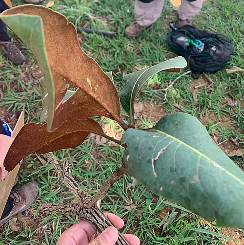 Guapira noxia: Registro de Guapira noxia em Área de Relevante Interesse Ecológico Capetinga/Taquara.