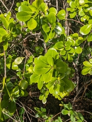 Corcho prieto (Guapira obtusata)