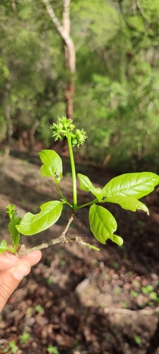 Guapira petenensis (Guapira petenensis)