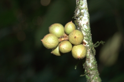 Guarea bullata (Guarea bullata)