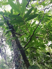 Guarea bullata (Guarea bullata)