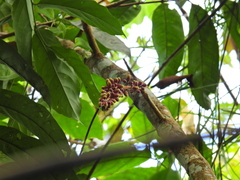 American muskwood (Guarea guidonia)