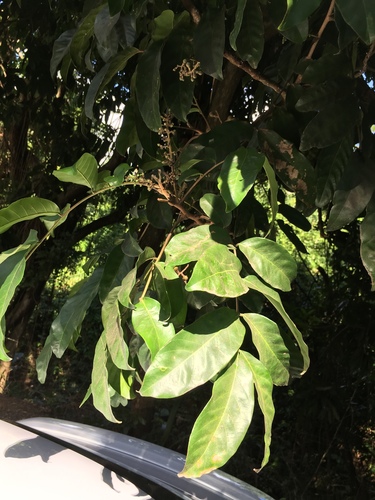 American muskwood (Guarea guidonia)