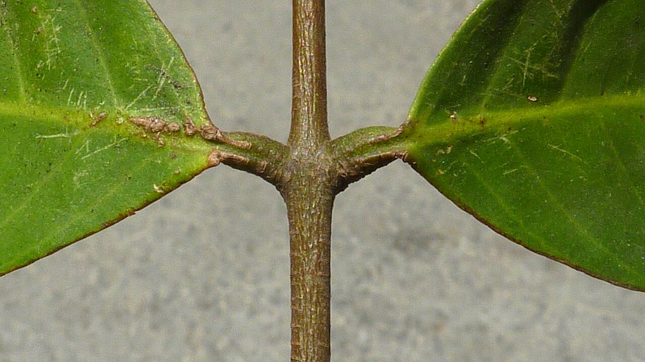 American muskwood: Guarea guidonia (L.) Sleumer