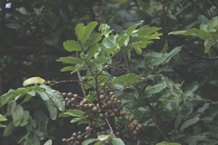 American muskwood (Guarea guidonia)