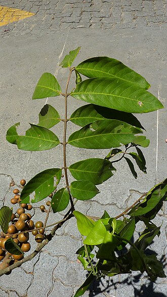 American muskwood: Guarea guidonia (L.) Sleumer