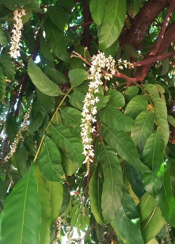 American muskwood (Guarea guidonia)