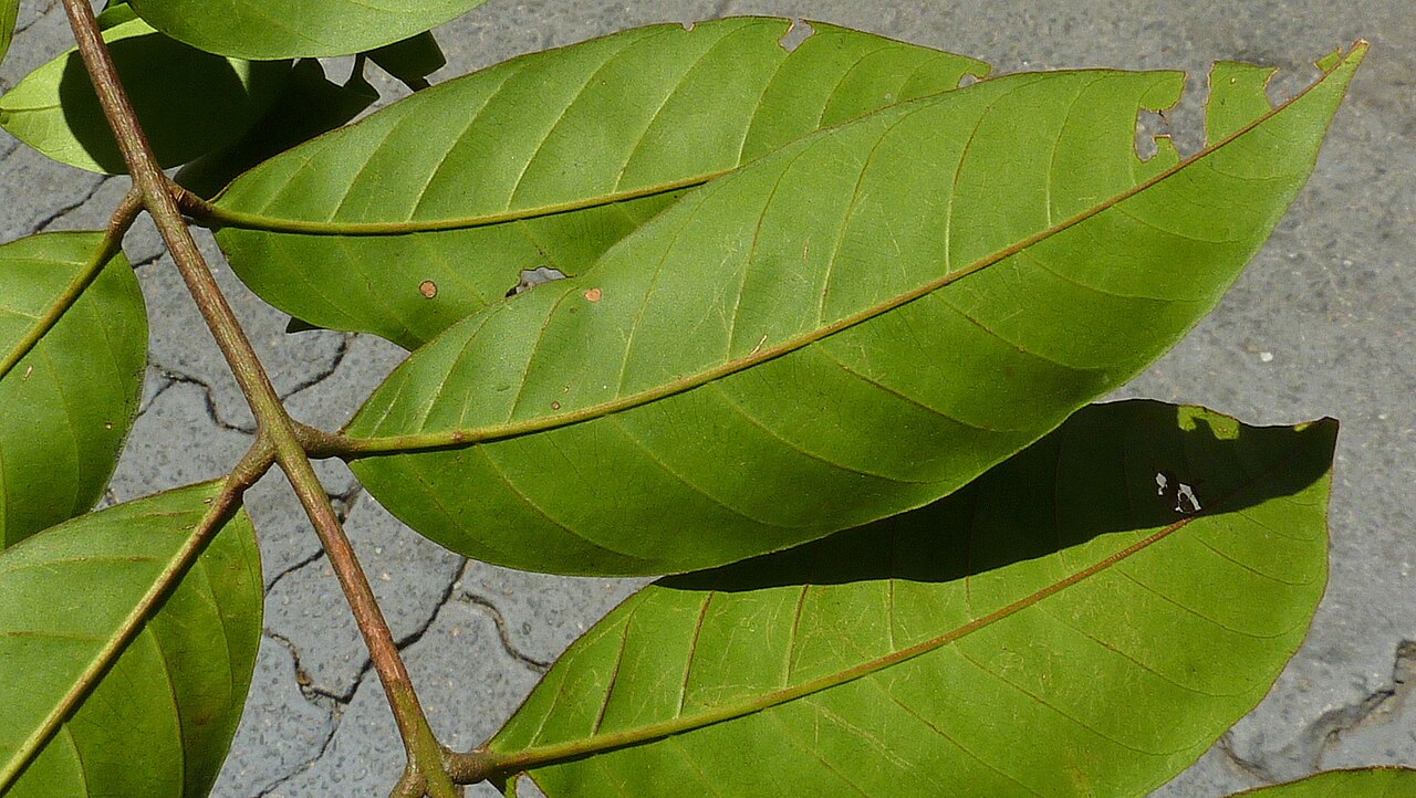 American muskwood: Guarea guidonia (L.) Sleumer