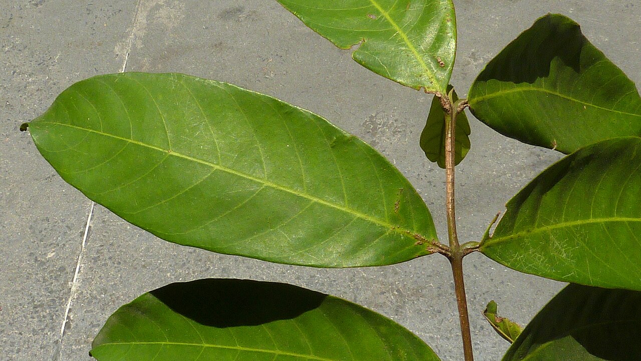 American muskwood: Guarea guidonia (L.) Sleumer