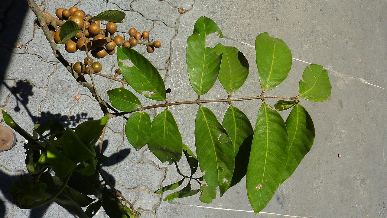 American muskwood: Guarea guidonia (L.) Sleumer