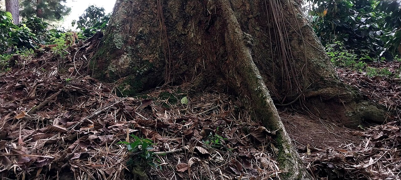 Guarea kunthiana: Parte inferior del Arbol Patrimonial Requía Negra ubicada dentro del Fundo Cabeza Azul en el distrito de Villa Rica
