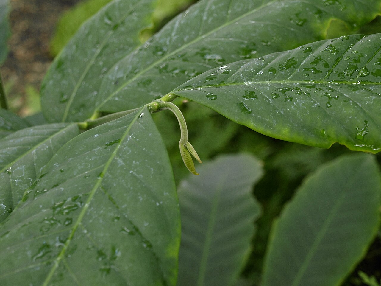 Guarea kunthiana: Guarea kunthiana , Wertheim Conservatory, Florida International University, Miami, Florida. This species has compound leaves with indeterminate growth, as is sh