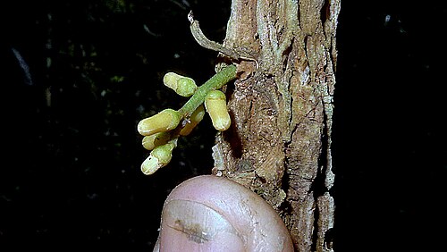 Guarea macrophylla: Guarea macrophyla Vahl