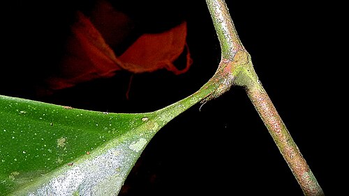 Guarea macrophylla: Guarea macrophyla Vahl