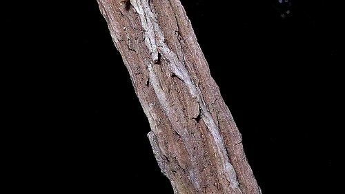 Guarea macrophylla: Guarea macrophyla Vahl