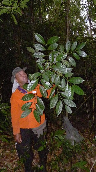 Guarea macrophylla: Guarea macrophyla Vahl