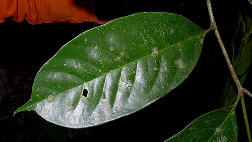 Guarea macrophylla: Guarea macrophyla Vahl